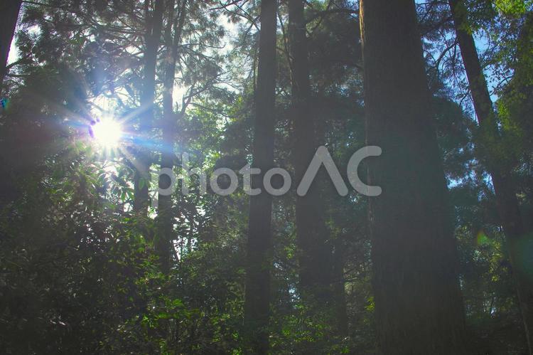 霧島の森林に差し込む太陽 鹿児島県,霧島,森林の写真素材