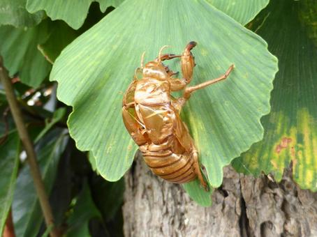 イチョウの葉につかまり羽化したセミ イチョウの葉につかまり羽化したセミ セミ,虫,昆虫の写真素材