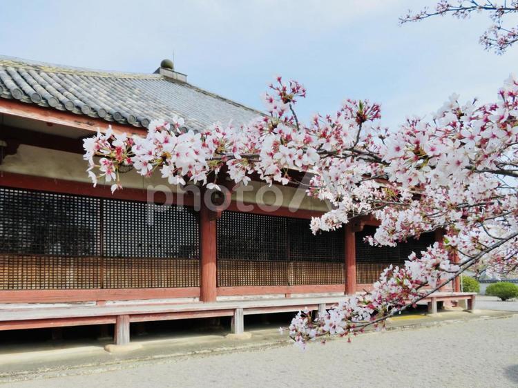 極楽山浄土寺 極楽山,浄土寺,国宝の写真素材