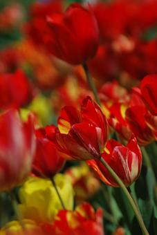 Tulip flowers, JPG Tulip flowers, JPG
