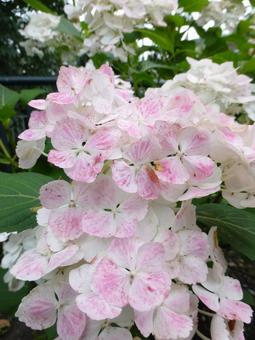 花壇に咲いた色変わりのアジサイ 花壇に咲いた色変わりのアジサイの写真