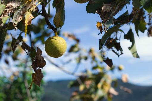 秋空の下に実るくるみの実 秋空の下に実るくるみの実 くるみ,木の実,果実の写真素材