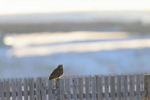 コミミズク コミミズクの写真