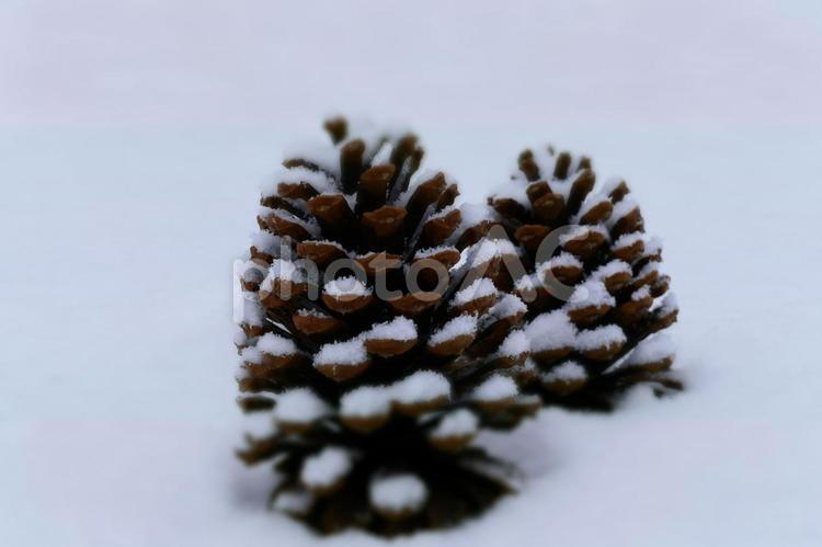 雪が積もる松ぼっくり 松ぼっくり,雪,冬の写真素材