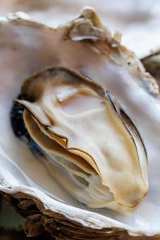 Photo, oyster, shell, seafood, 