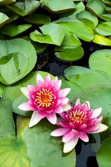 鮮やかな2輪の睡蓮と水面に浮かぶ緑の葉 睡蓮,スイレン,花の写真素材