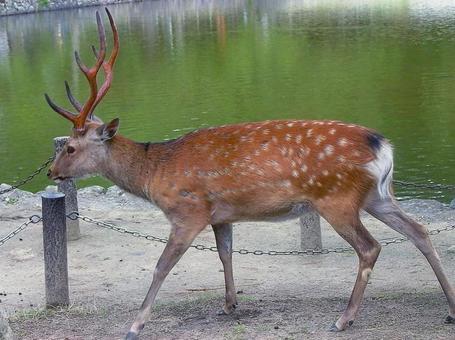 鏡池のそばを歩く牡鹿 鏡池のそばを歩く牡鹿の写真