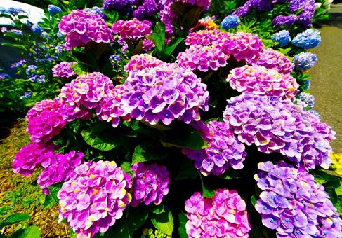Photo, নীলাবা গোলপি পুষ্পপ্রসু গুল্মবিশেষ, নীলাবা গোলপি পুষ্পপ্রসু গুল্মবিশেষ গ্রামে, নীলাবা গোলপি পুষ্পপ্রসু গুল্মবিশেষ ফেস্টিভাল, 