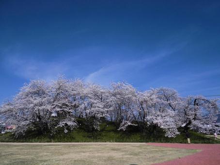 桜の咲く塚 桜の咲く塚 桜,桜の木,花の写真素材