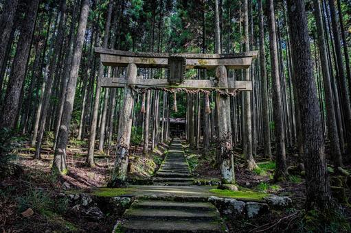 京都　賀茂神社の風景 京都,京都府,京都市の写真素材