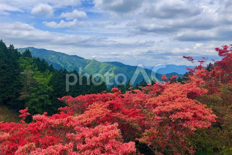 ツツジと大和葛城山からの眺め_3 ツツジ,葛城山,大和葛城山の写真素材