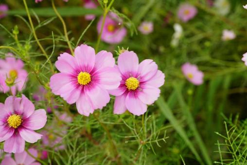 コスモス コスモス,秋,花の写真素材