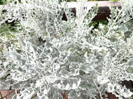 植物 シルバー 白 植物 シルバー 白の写真