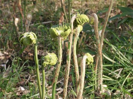 ゼンマイ・薇 ゼンマイ・薇 野草,風景,シダ植物の写真素材