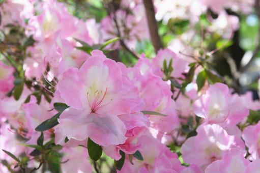 Azalea in the spring sunshine, JPG Azalea in the spring sunshine, JPG