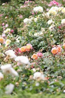 Rose Garden, JPG Rose Garden, JPG