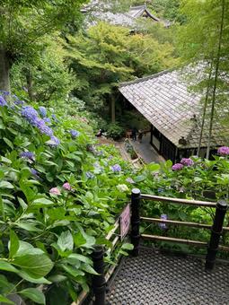 長谷寺の紫陽花 長谷寺の紫陽花 あじさい,紫陽花,長谷寺の写真素材