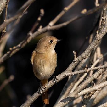 ジョウビタキ♀の写真
