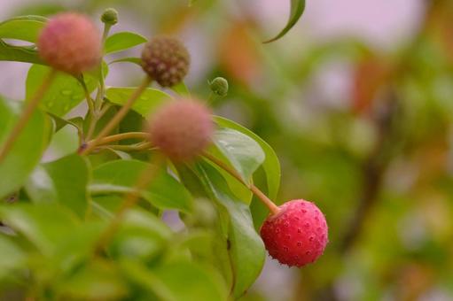 ヤマボウシ ミズキ科,秋,実の写真素材