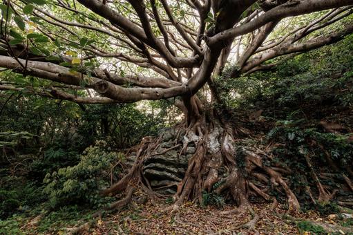 高知県室戸市 室戸岬海岸 アコウの木の写真