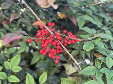 ナンテン4 ナンテン,なんてん,植物の写真素材