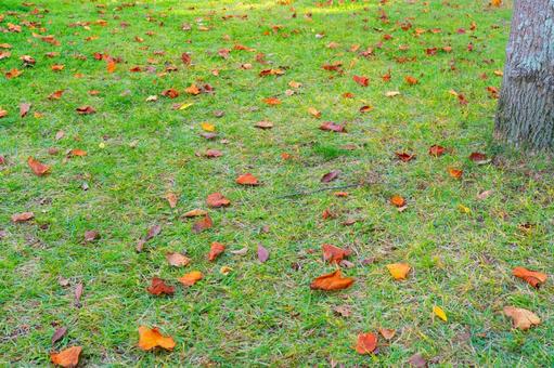 落ち葉 落ち葉,紅葉,秋の写真素材