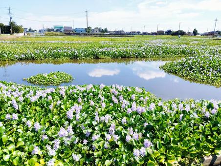 ホテイアオイ畑 ホテイアオイ畑,ホテイアオイ,水草の写真素材