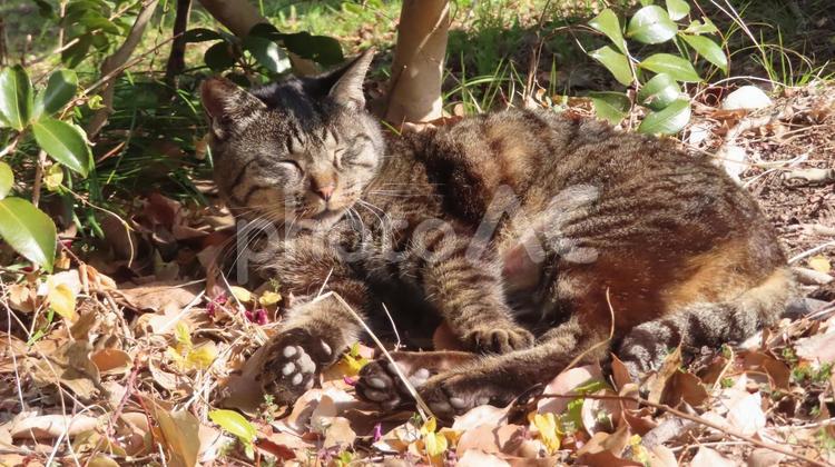 肉球にも日差しを当てるモフモフな眠り猫 猫,キジトラ,昼寝の写真素材