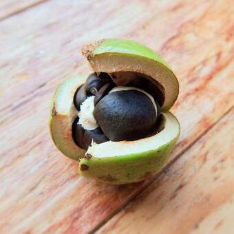 ツバキの実 ツバキ,果実,種子の写真素材