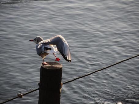 洗足池の水鳥 洗足池の水鳥の写真