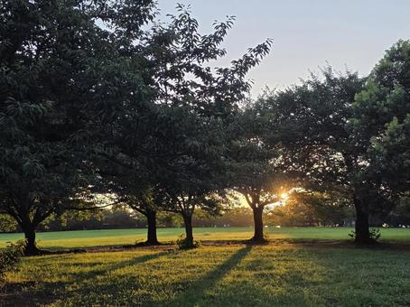 公園に差し込む朝日 公園に差し込む朝日の写真