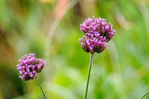 ヤナギハナガサ⑸の写真