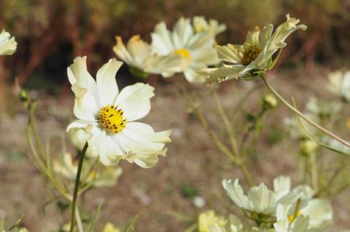 白いコスモスの写真