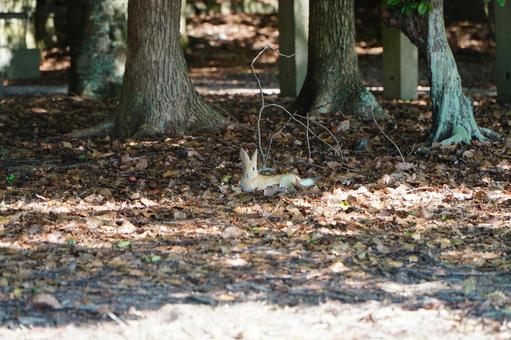 大久野島 野ウサギ3 大久野島 野ウサギ3の写真