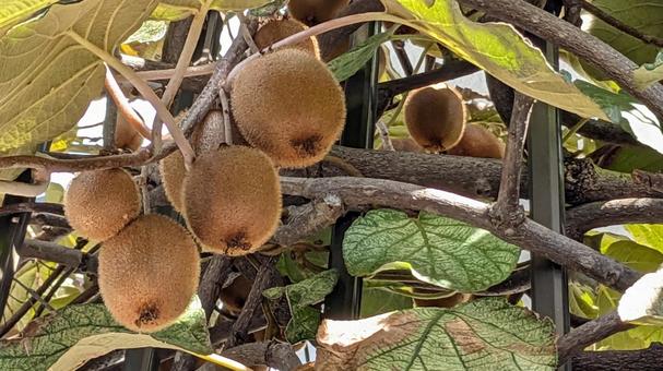 キウイフルーツ キウイフルーツ,キウイ,果物の写真素材