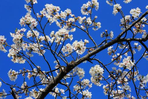 Cherry blossoms and blue sky 3 (Machida, Tokyo), JPG Cherry blossoms and blue sky 3 (Machida, Tokyo), JPG