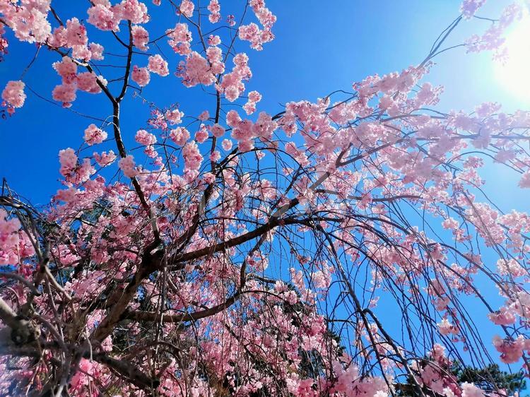 桜4 桜,サクラ,さくらの写真素材