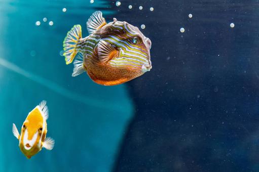 海響館|オルネートカウフィッシュ 海響館|オルネートカウフィッシュの写真