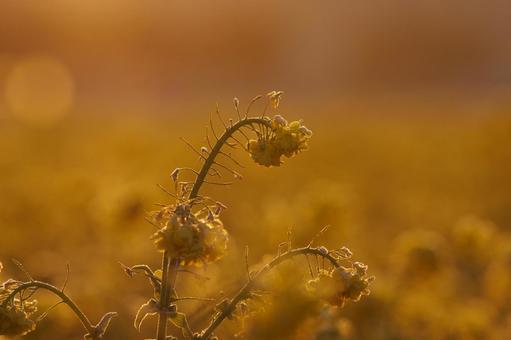 朝もやの菜の花 朝もやの菜の花の写真