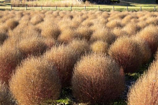 ほうき草 植物,ほうき草,観光地の写真素材