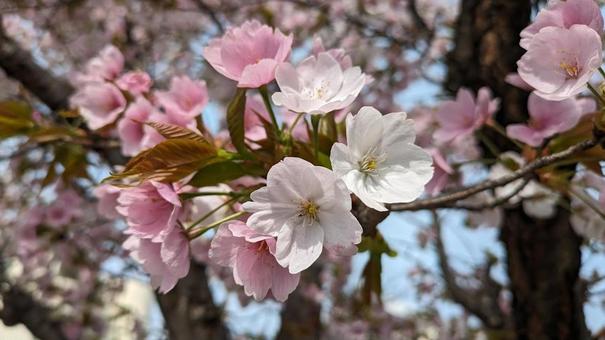 桜 桜の写真