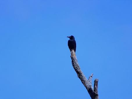 Photo, crow, bird, blue sky, 