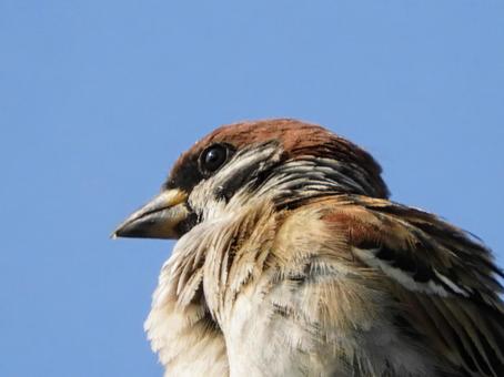 Sparrow, JPG Sparrow, JPG