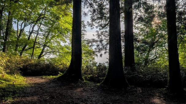 朝の登山道 朝の登山道の写真