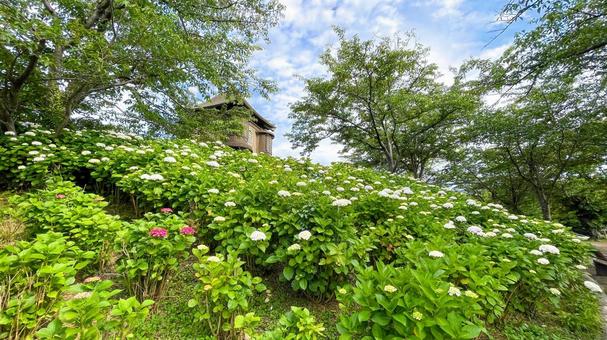 高塔山公園のあじさい 高塔山公園,北九州,若松区の写真素材