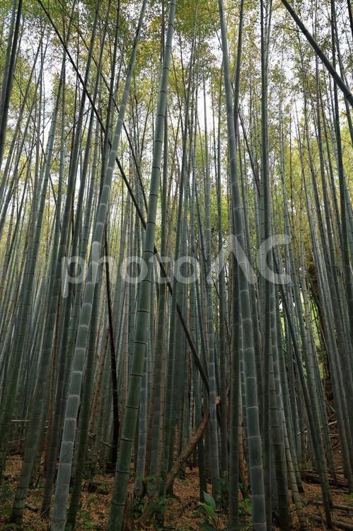 竹林 竹林,節目,まっすぐの写真素材