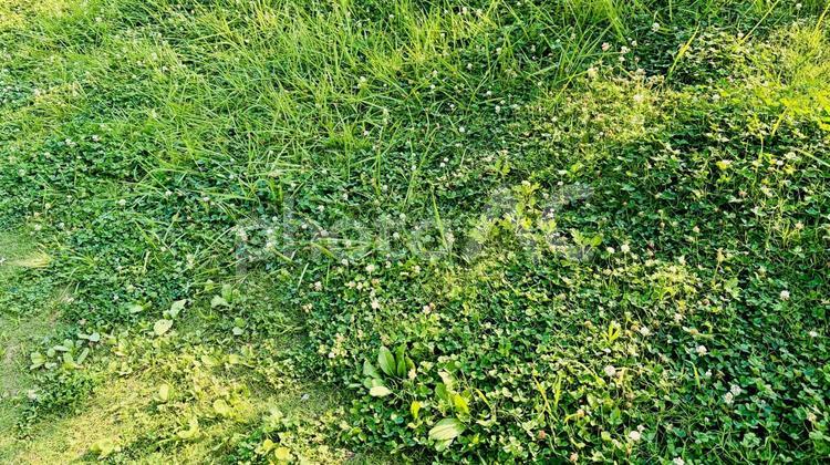 7月のクローバー畑、白詰草の絨毯 野原,草原,草の写真素材