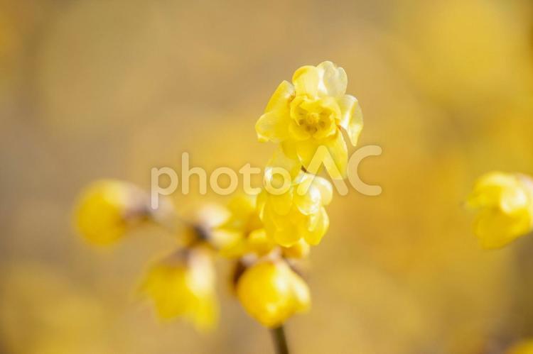 冬に咲く黄色いロウバイの花 ロウバイ,つぼみ,黄色の写真素材