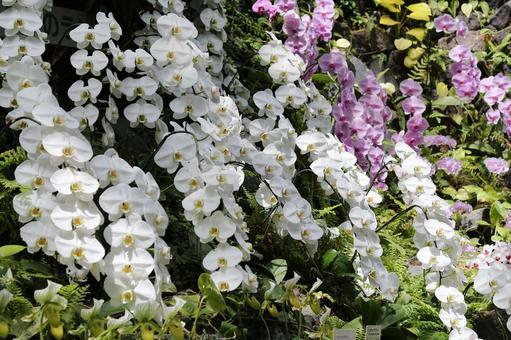 コチョウランの花 コチョウランの花の写真