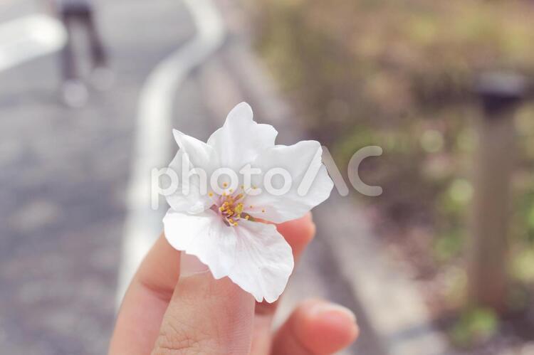 桜を持って散歩 桜,さくら,春の写真素材